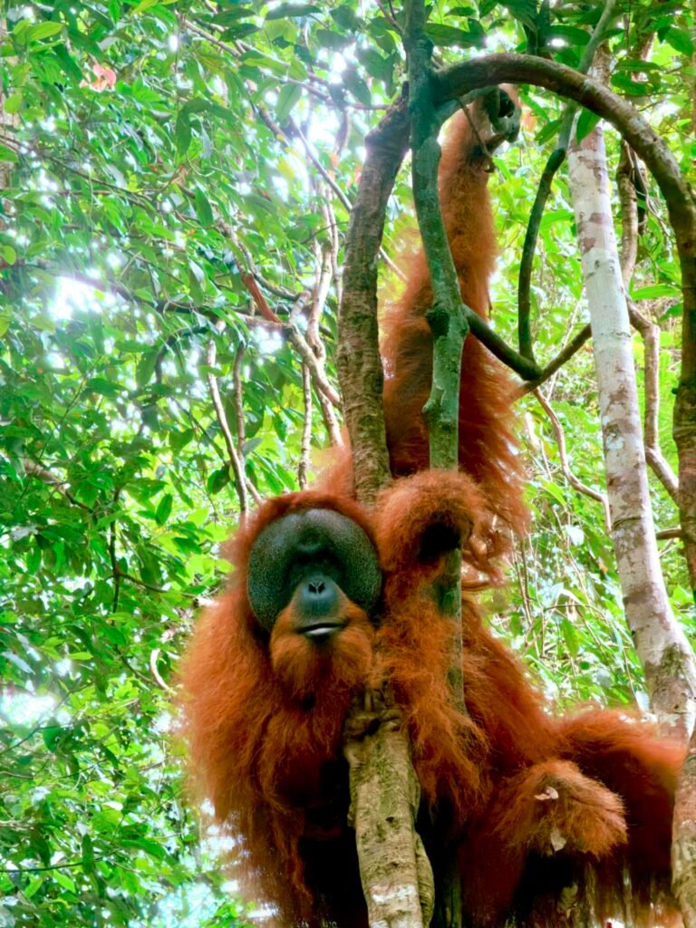 wild male orangutan
