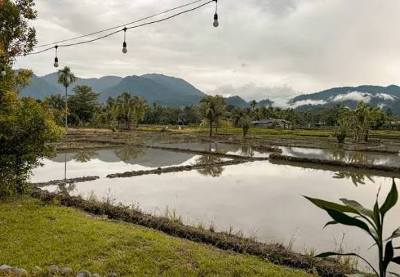 Rice field in Bukit Lawang